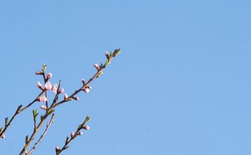 small blooms of spring flowers against blue sky