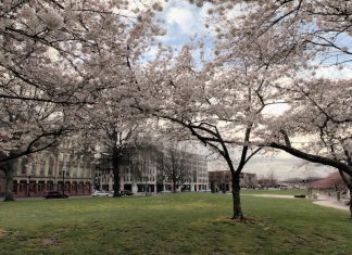 Cherry Blossoms in downtown Portland