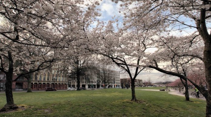 Cherry Blossoms in downtown Portland
