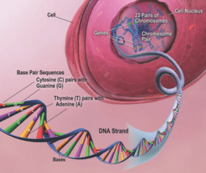 prenatal genetic testing organization of DNA in a cell