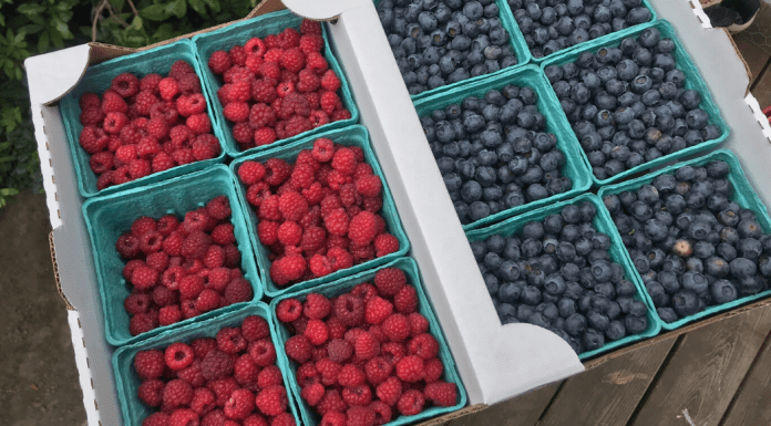 Flats of freshly picked raspberries and blueberries in pints at the farm