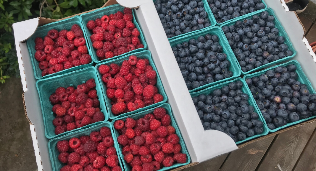 Flats of freshly picked raspberries and blueberries in pints at the farm