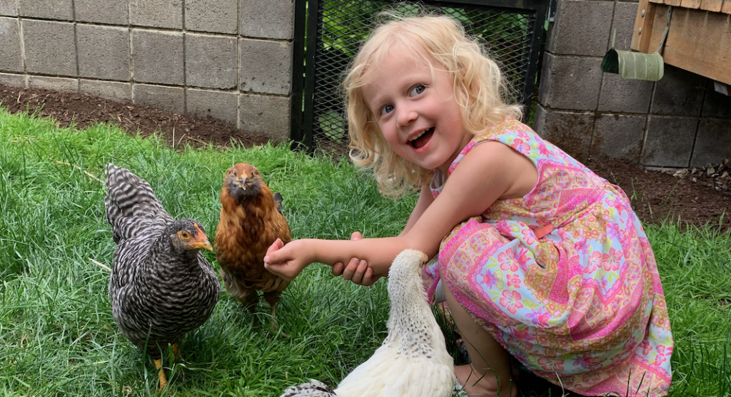 Raising Chicks with Mother Hen - Backyard Poultry