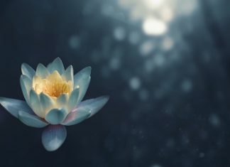 Mindful Self-Compassion - Flower