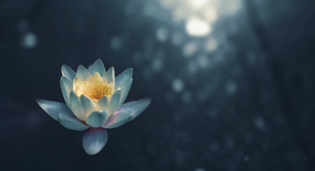 Mindful Self-Compassion - Flower