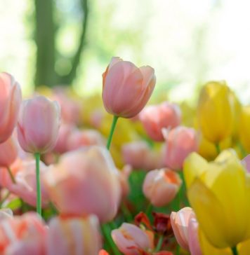Close up of tulips in a field