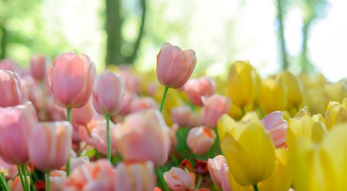 Close up of tulips in a field
