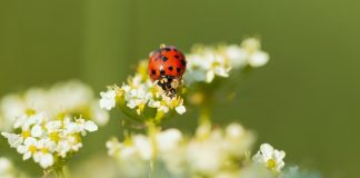 Ladybug sits on small flowers
