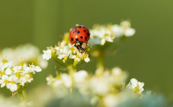 Ladybug sits on small flowers