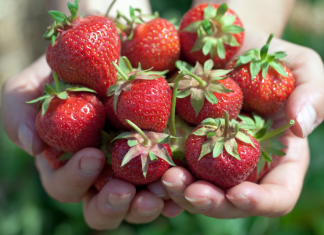 child holding handfuls of strawberries with blurred field in background