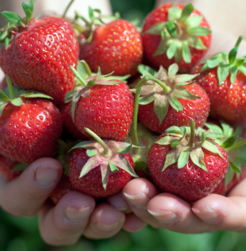 child holding handfuls of strawberries with blurred field in background