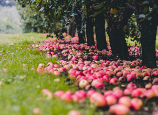 Apple picking orchard with many apples on the ground in front of a line of tress