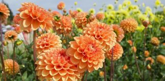 Orange dahlias in bloom