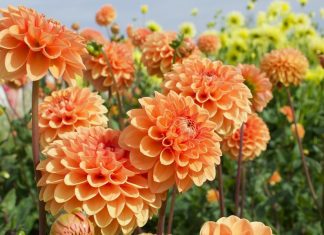 Orange dahlias in bloom