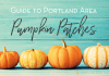 Teal wooden board background with 4 pumpkins sitting at the bottom with the text Guide to Portland Area Pumpkin Patches above