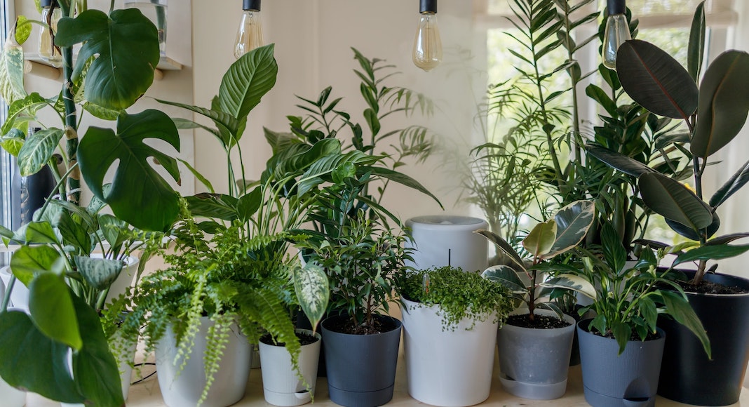 A collection of houseplants sitting on a table