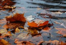 Fallen autumn leaves float in a rainy puddle.