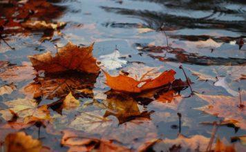 Fallen autumn leaves float in a rainy puddle.