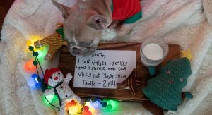 Dog with cookies and milk and note for Santa