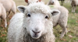 Close Up Sheep Face